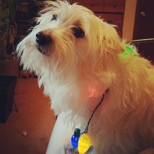 Meet your Posher, Brandy